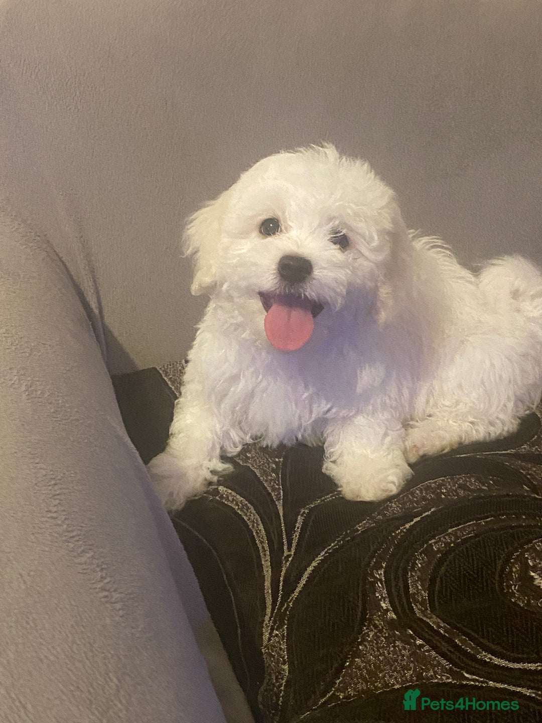 Maltese dogs for sale: Purebred Maltese Puppies Ready Now! - Image 1