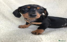 Dachshund dogs for sale: Dachshund puppies  - Image 21