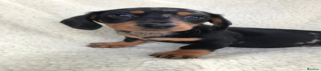 Dachshund Puppy 3