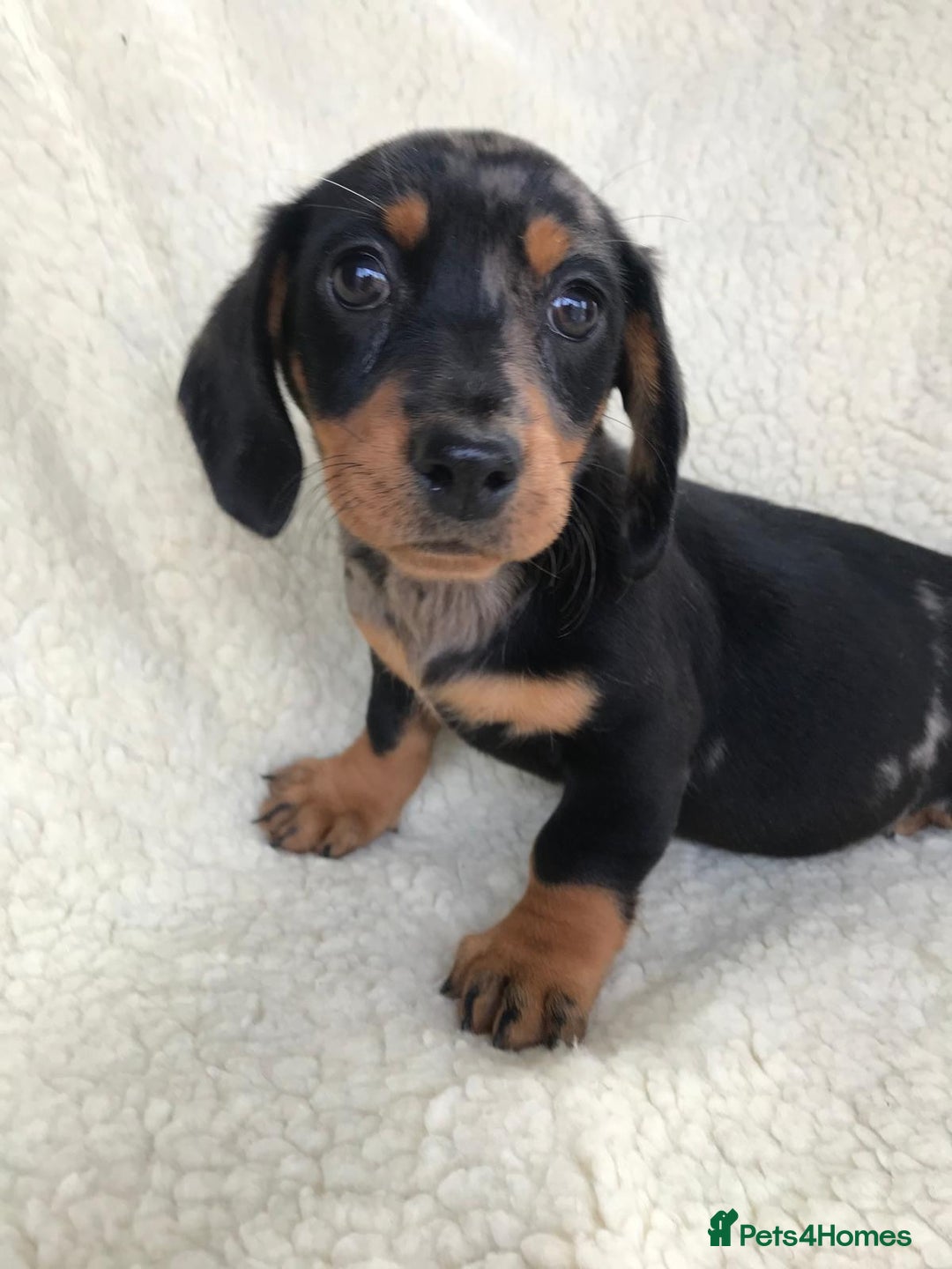 Dachshund dogs for sale: Dachshund puppies  - Image 21