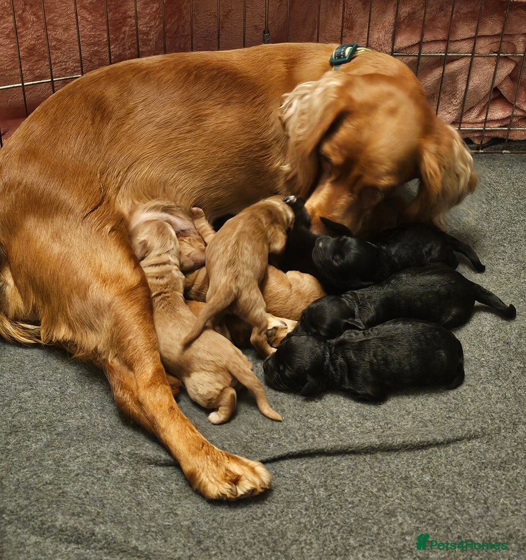 Cockapoo dogs for sale: Cockapoo puppies for sale  - Advert 1