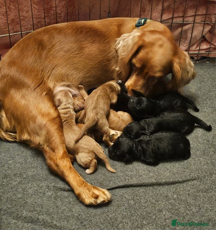 Cockapoo dogs Cockapoo puppies for sale - Advert 2