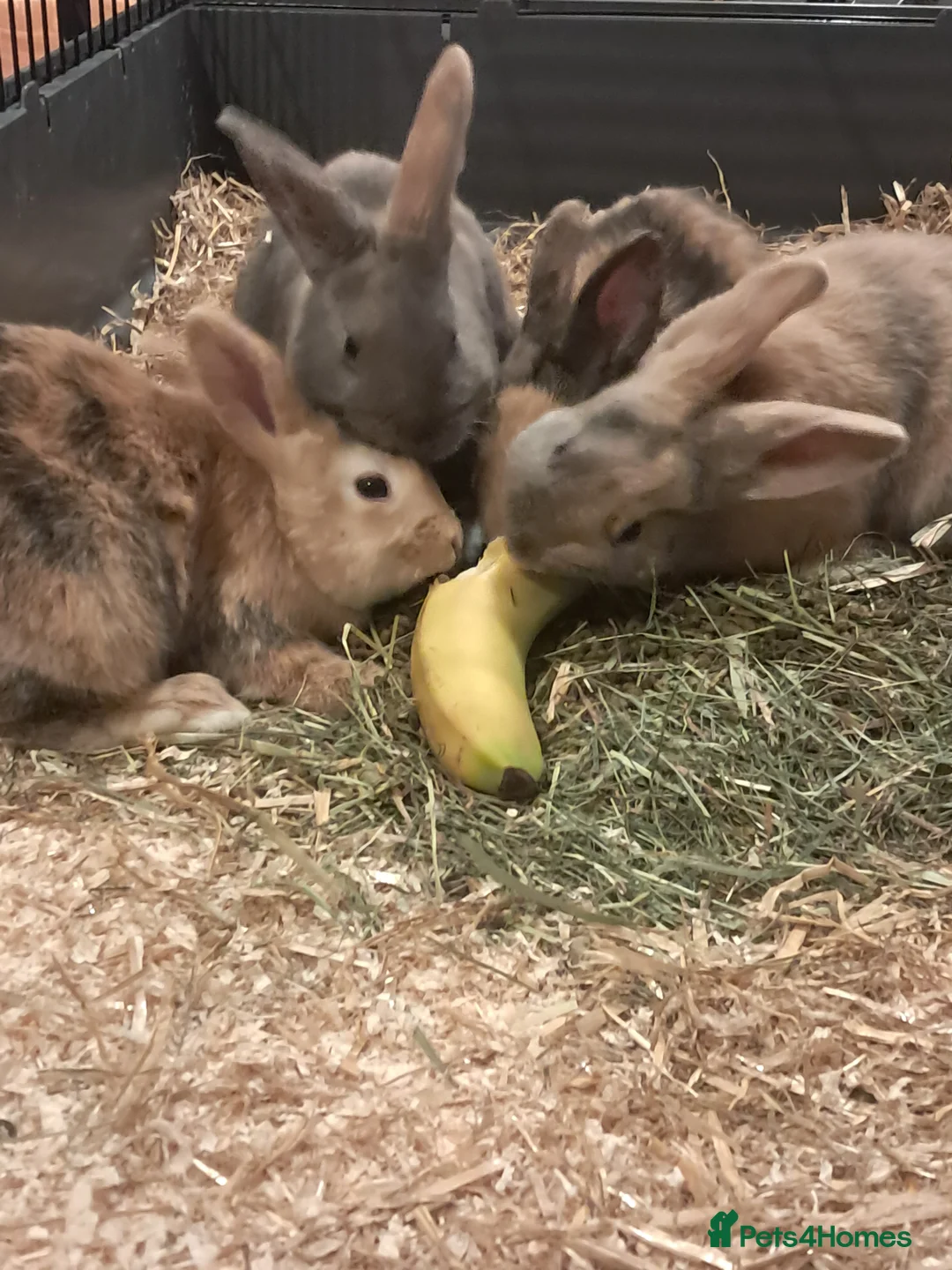 Mixed Breed rabbits for sale: Gorgeous lop x bunnies available  - Advert 6