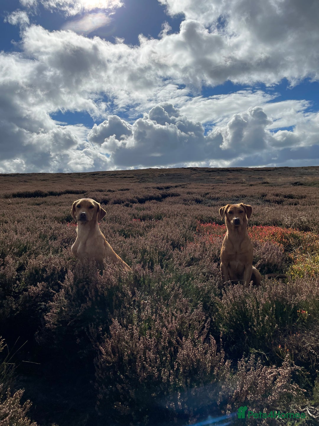 Labrador Retriever dogs for sale: KC Working line Labradors - Image 5