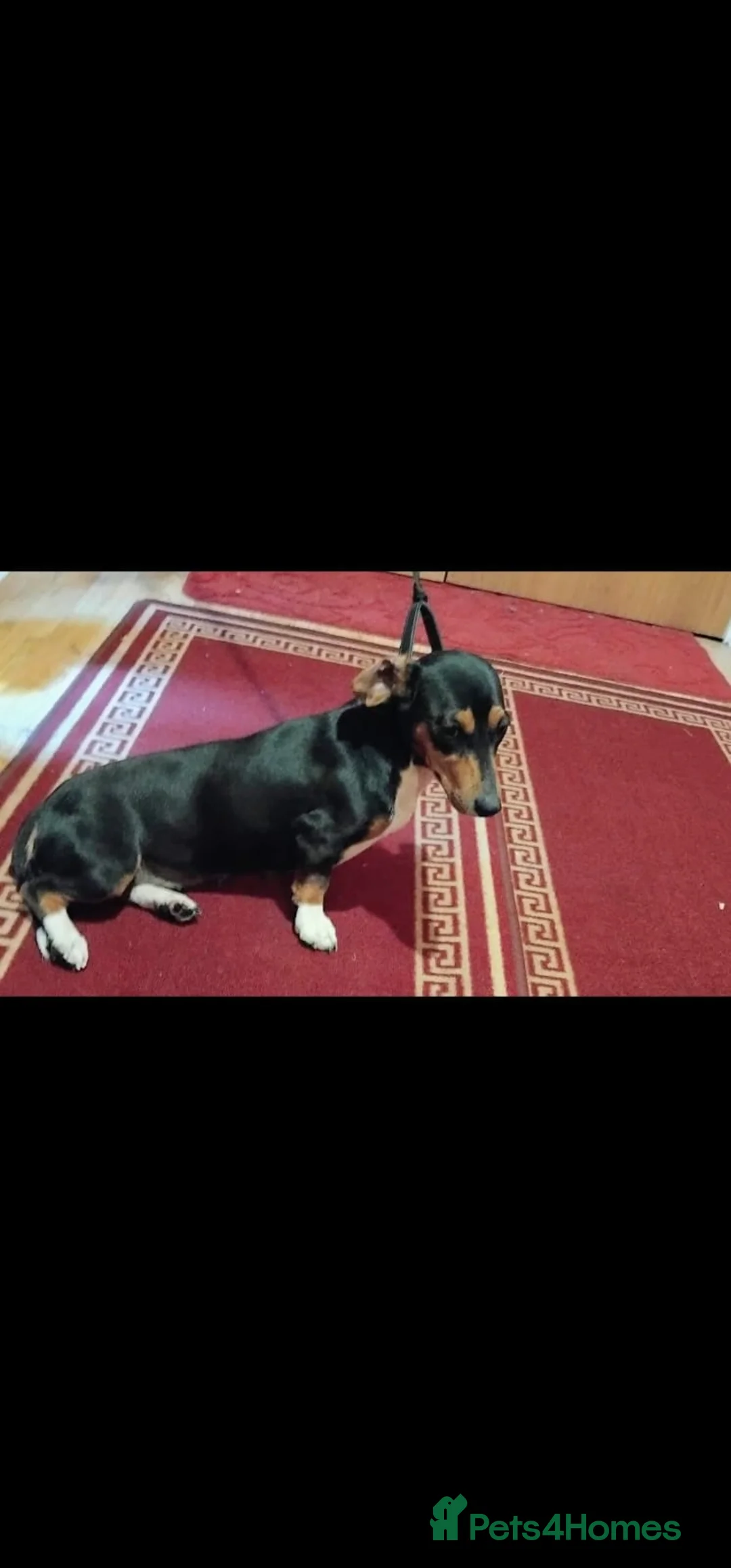 Dachshund dogs for sale: pedigree miniature dachshund puppies - Advert 1