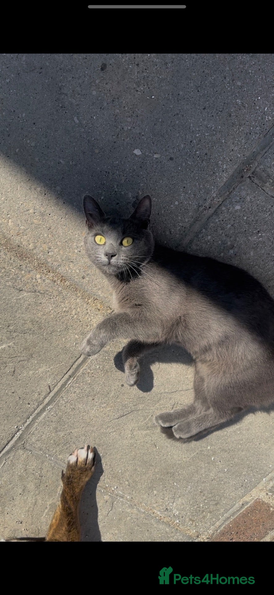 Russian Blue cats Beautiful Russian Blue Cat - Advert 2