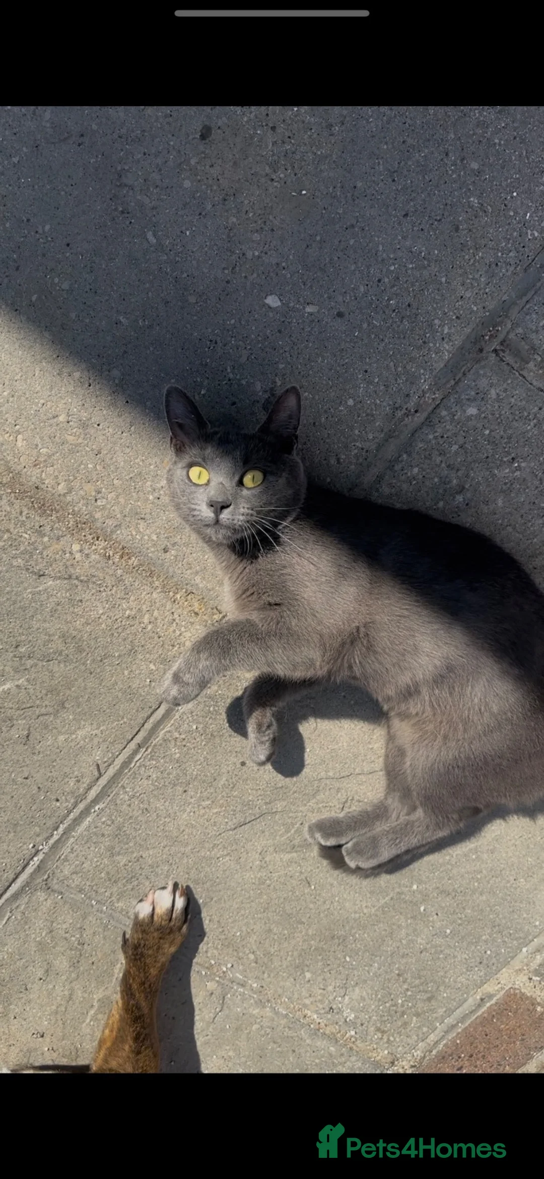 Russian Blue cats for sale: Beautiful Russian Blue Cat - Advert 1