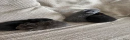 Lionhead rabbits for sale: Lion head babies  - Advert 3