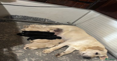 Labrador Retriever dogs - Advert 6