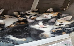 Persian cats for sale: Very beatifull mix breed/Persian kittens  - Image 12