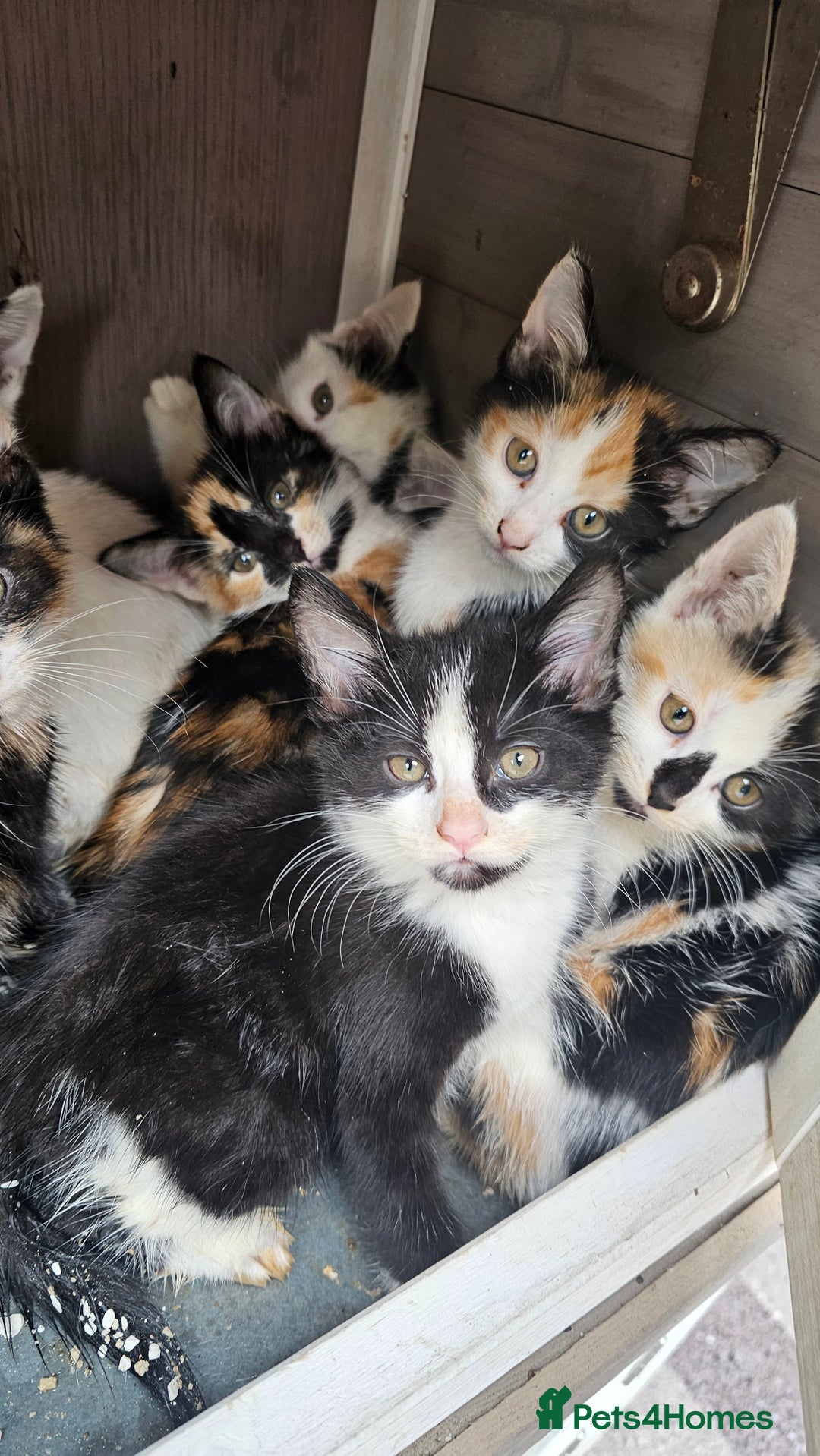 Persian cats for sale: Very beatifull mix breed/Persian kittens  - Image 12