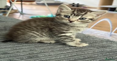 British Shorthair cats - Advert 16