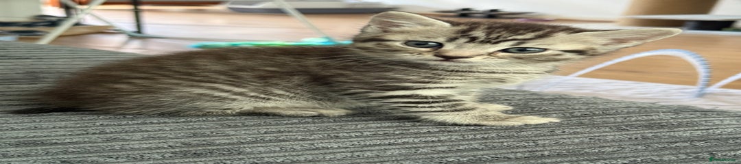 British Shorthair Kitten 1