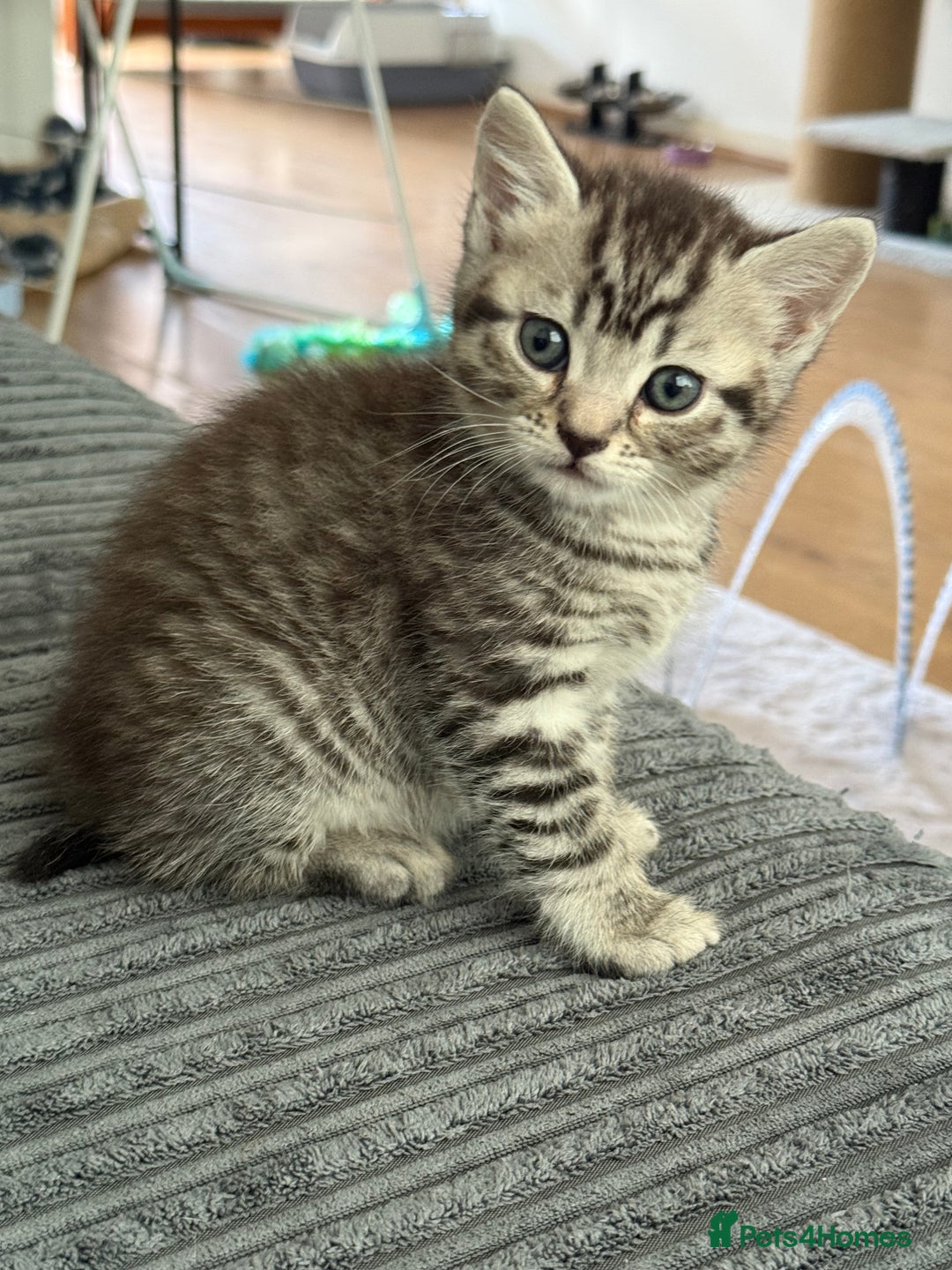 British Shorthair cats for sale: Beautiful half BSH Kittens  - Image 3