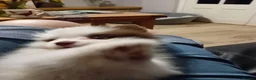 Pomeranian dogs for sale: Male pomerainian puppy available  - Advert 3