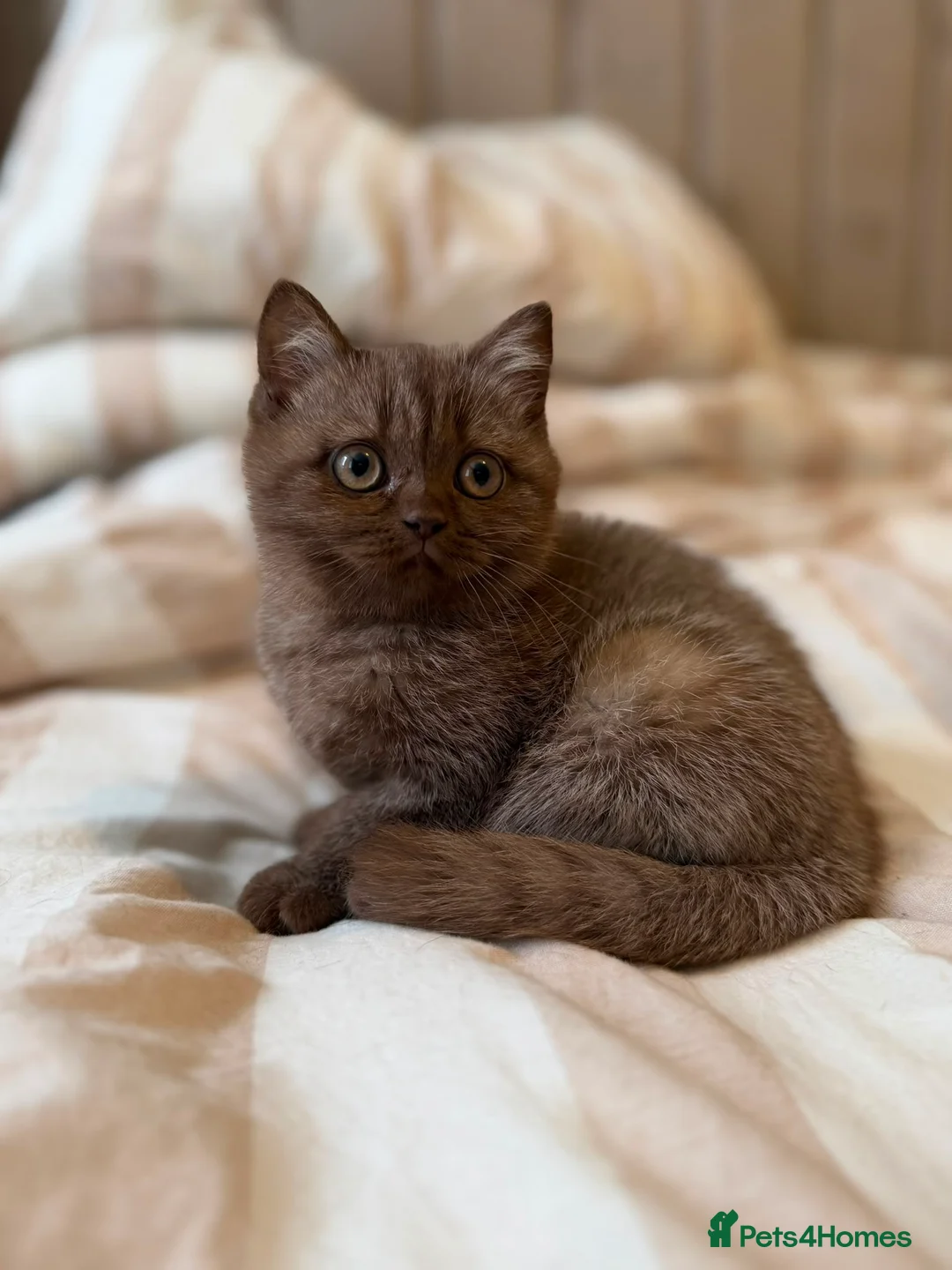 British Shorthair cats for sale:    Chocolate British short hair kitten in Heathfield - Advert 3