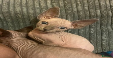 Sphynx cats - Advert 8