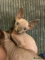 Sphynx cats - Advert 3