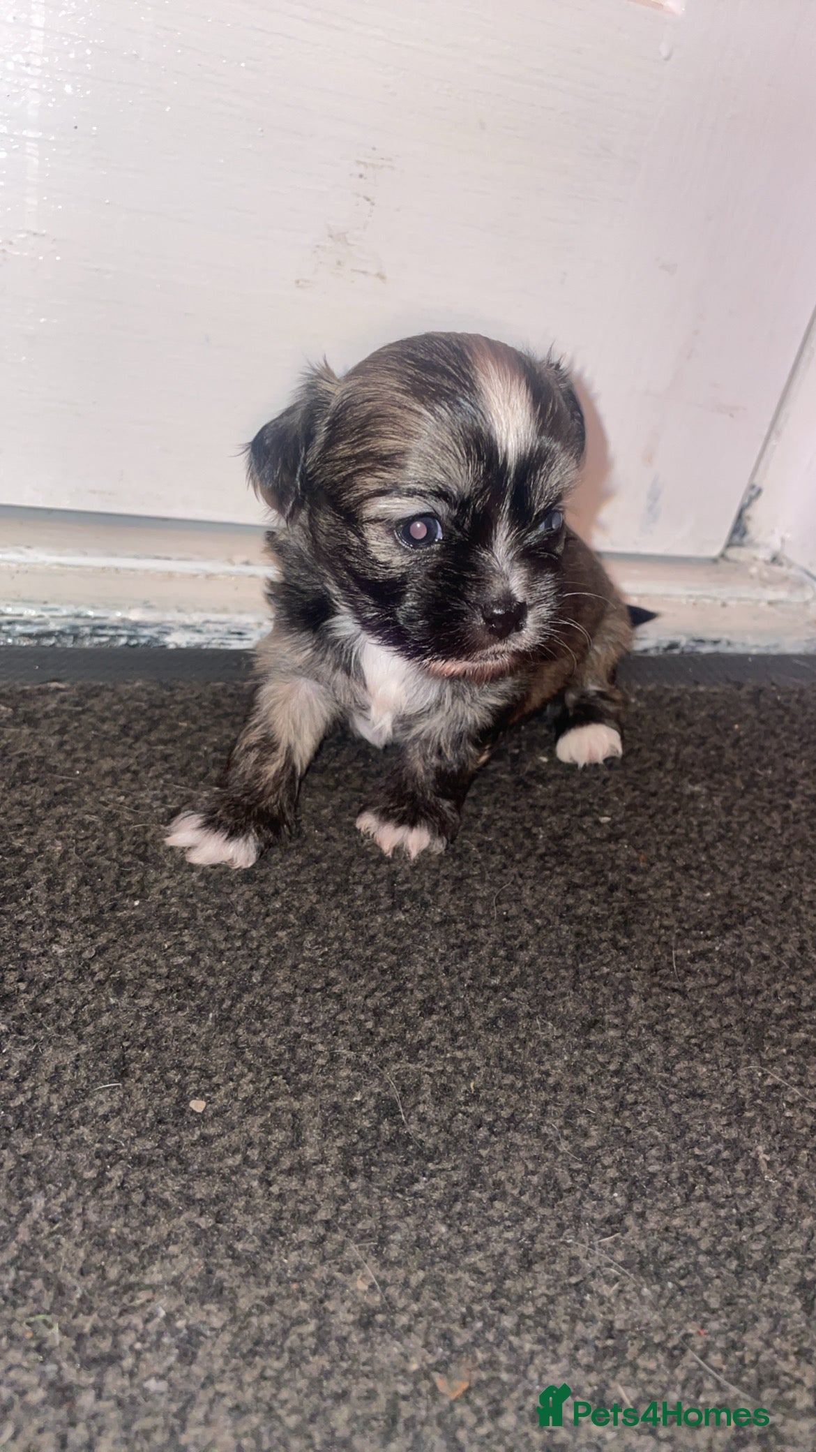 Mixed Breed dogs 6 Beautiful Babys🩵🩵🩵🩷🩷🩷 - Advert 6