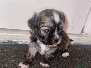 Mixed Breed dogs 6 Beautiful Babys🩵🩵🩵🩷🩷🩷 - Advert 2