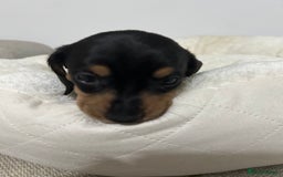 Miniature Dachshund dogs for sale: Multi coloured litter - Image 17