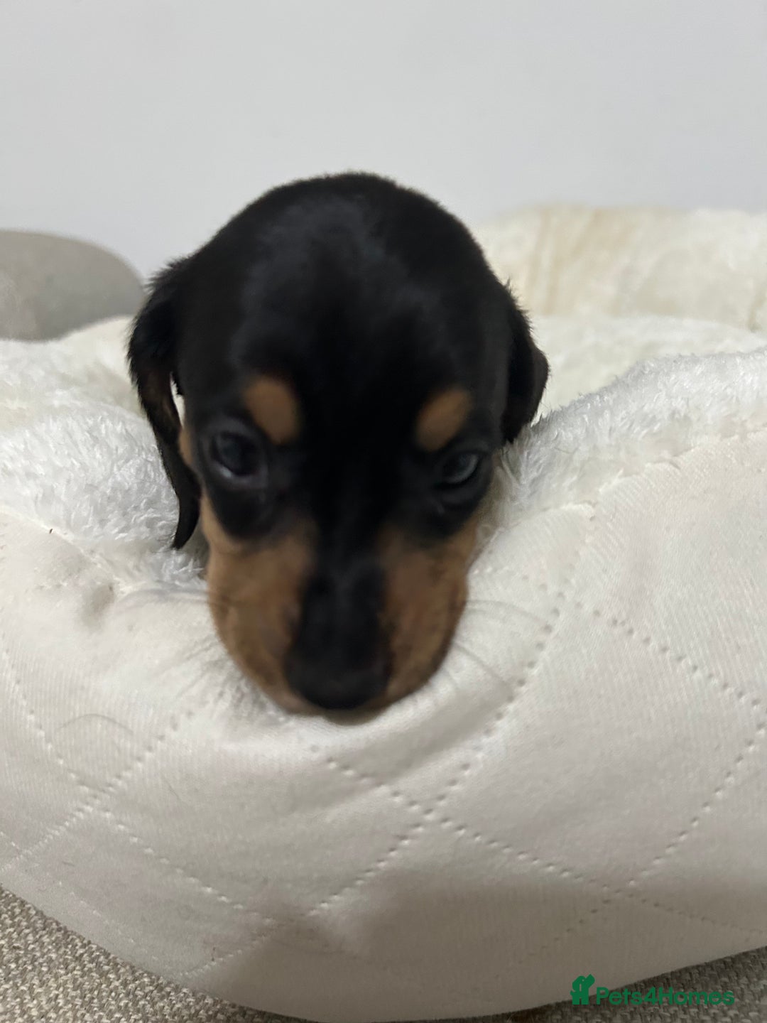 Miniature Dachshund dogs for sale: Multi coloured litter - Image 17