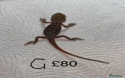 Bearded Dragon reptiles for sale: Various Baby Bearded Dragons For Sale - Advert 14