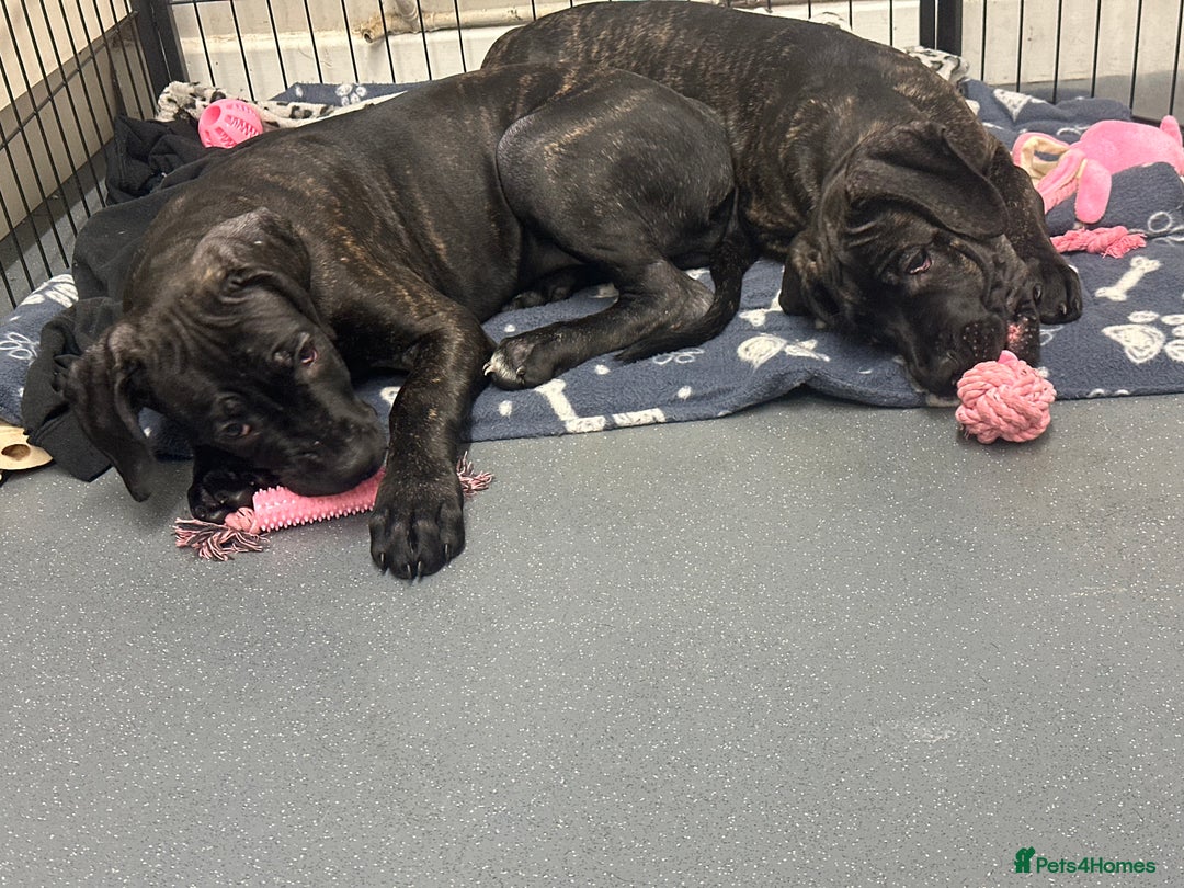 Cane Corso dogs for sale: CLOSING ADVERT ONCE REVIEWS ARE MADE - Advert 12