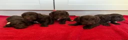 Cockapoo dogs for sale: Beautiful F1 cockerpoo puppies - Advert 2