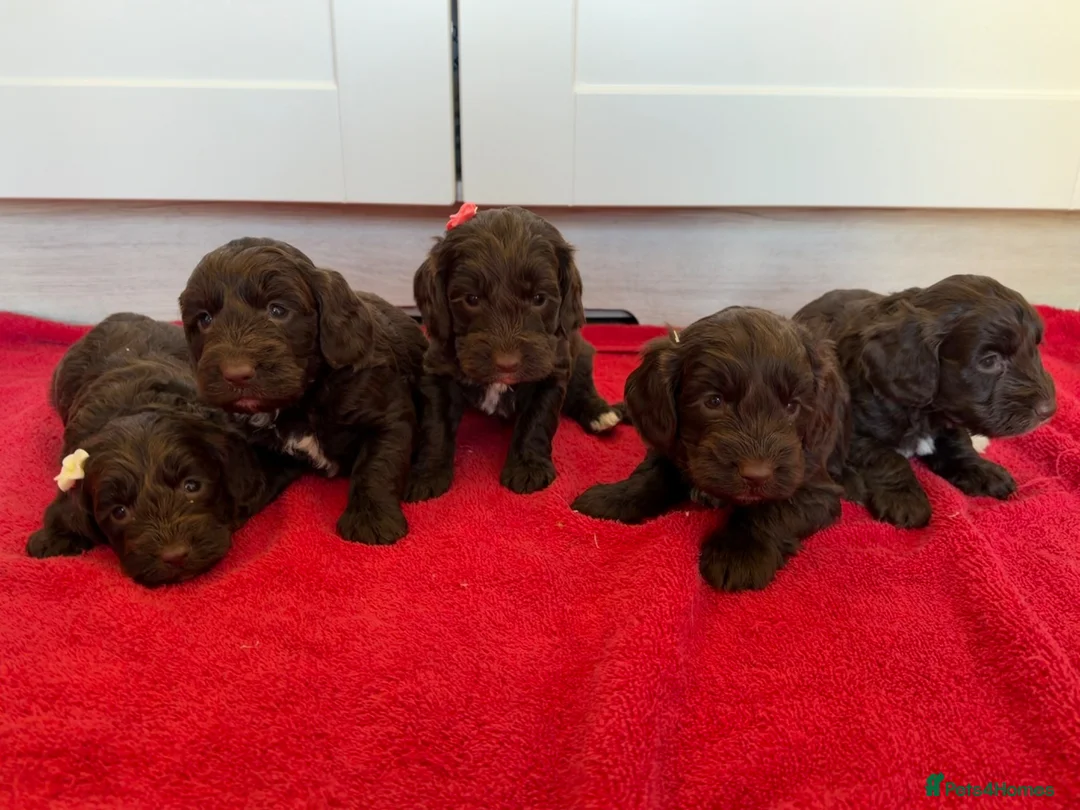 Cockapoo dogs for sale: Beautiful F1 cockerpoo puppies - Advert 2