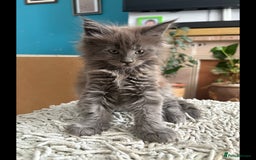 Maine Coon cats for sale: Last 2 Maine coon kittens  - Image 16