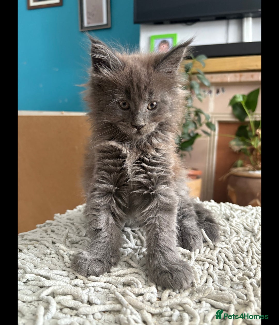 Maine Coon cats for sale: Last 2 Maine coon kittens  - Image 16