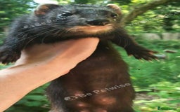 Ferret rodents for sale: Looking for Black Self Ferrets kits in Glos. - Image 1