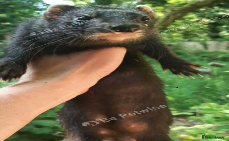 Ferret rodents - Advert 1