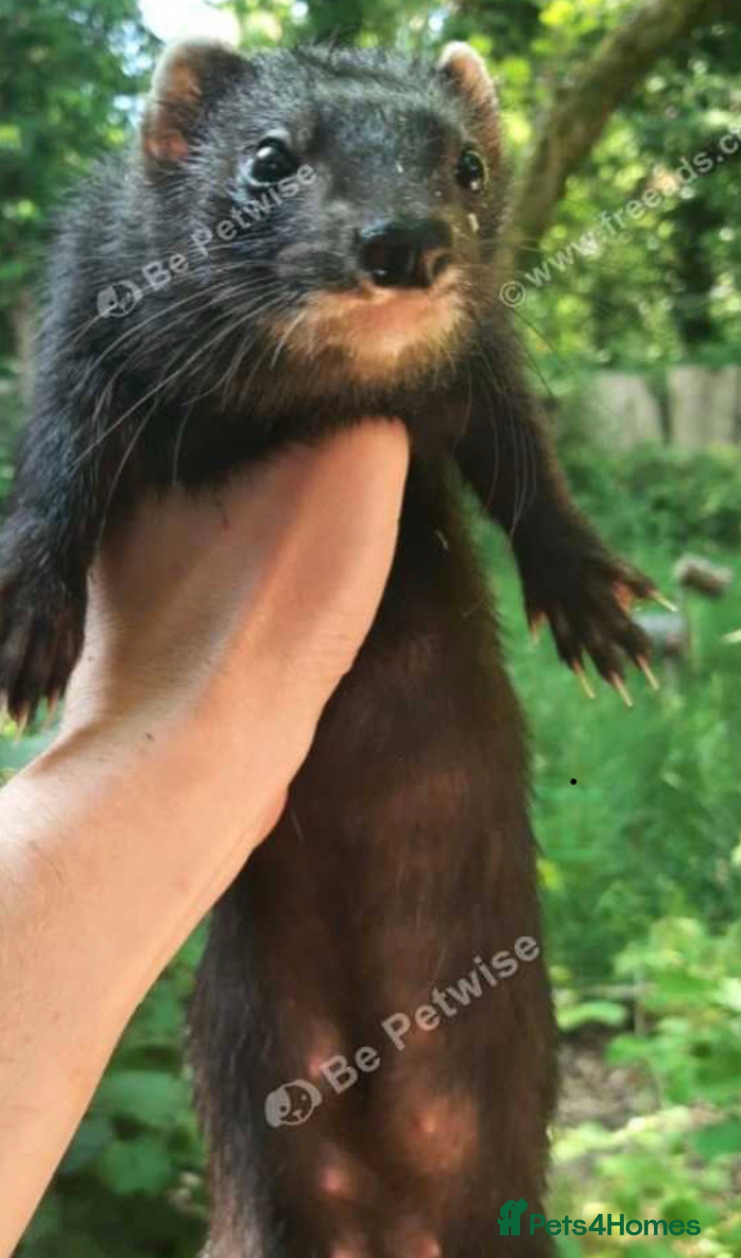 Ferret rodents for sale: Looking for Black Self Ferrets kits in Glos. - Image 1