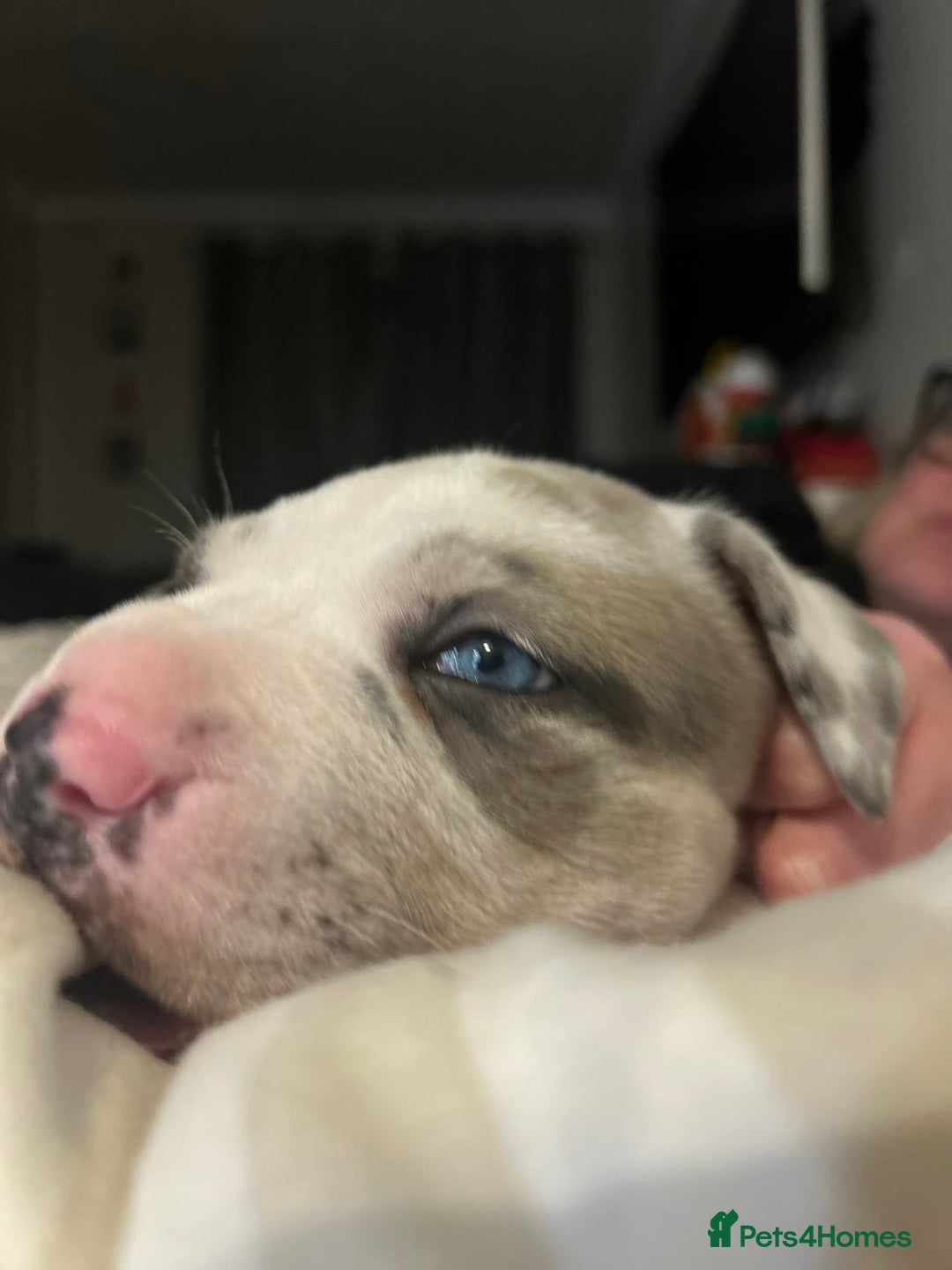 Mixed Breed dogs for sale: Beautiful sable (or blue) harlequin puppy  - Advert 2