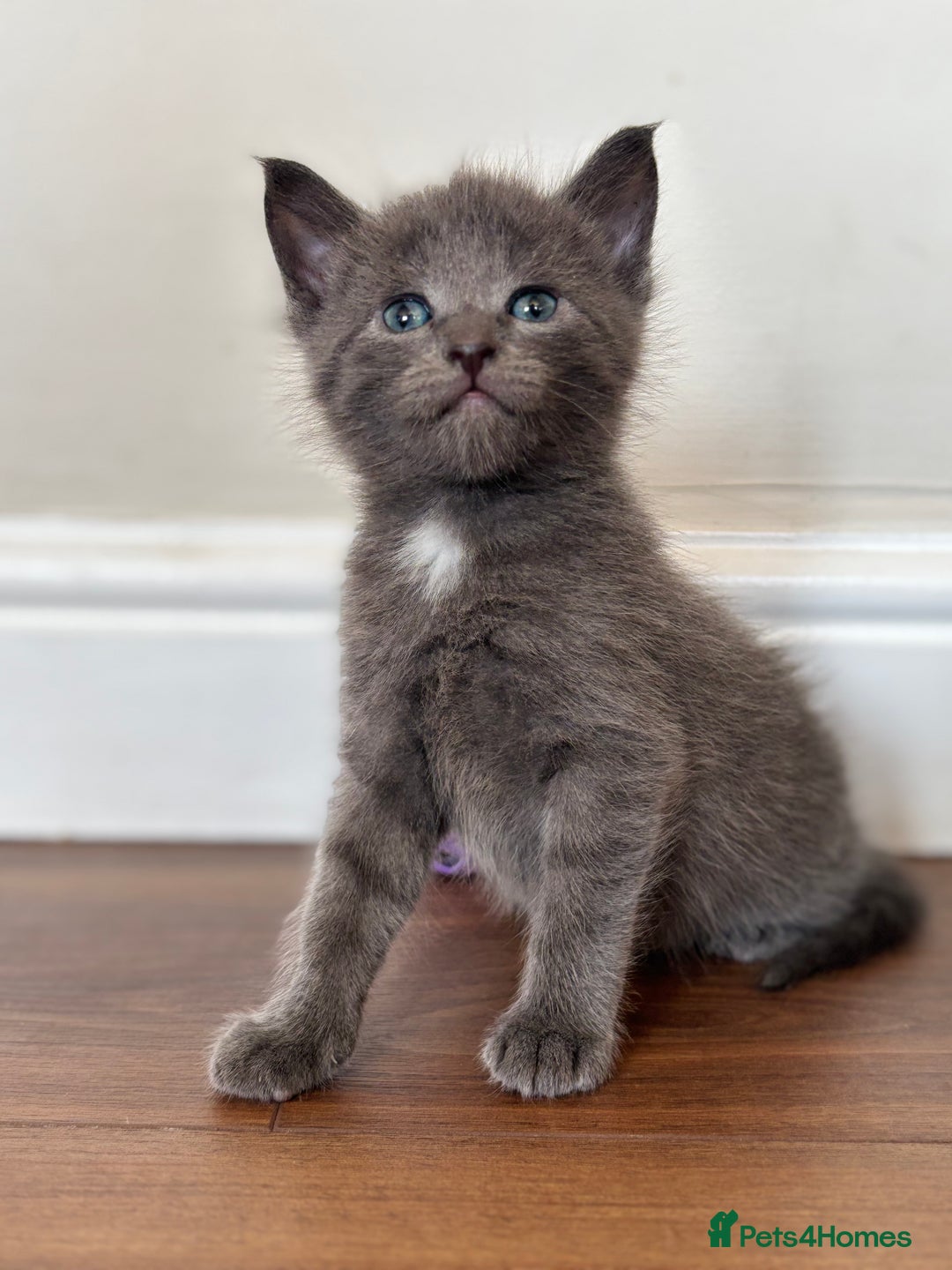 Maine Coon cats for sale: 1 girl left ready now! bengal/maine coon  - Image 18