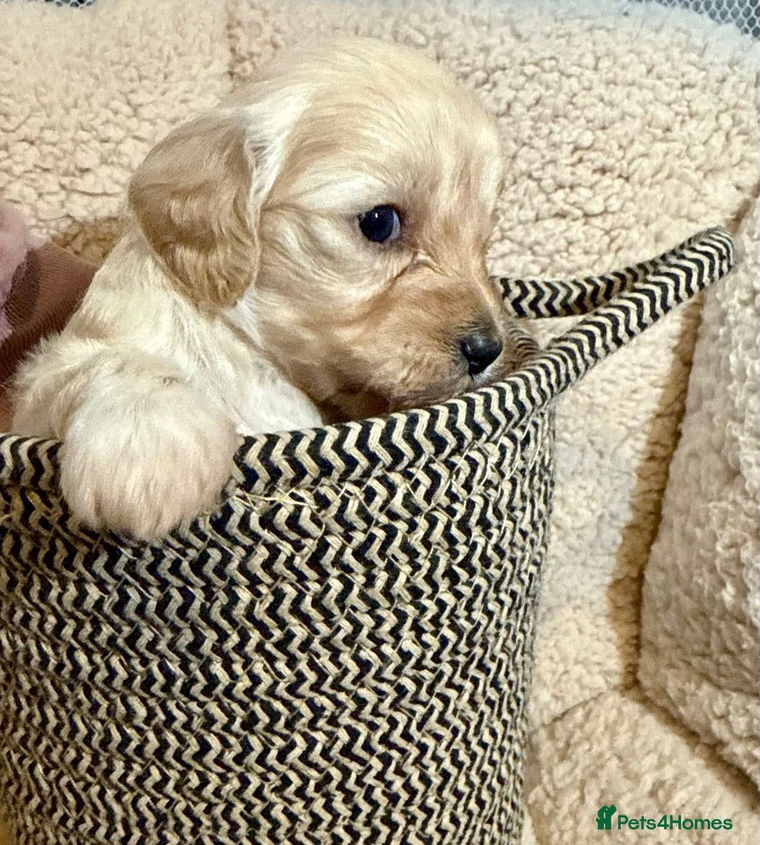 Mixed Breed dogs for sale: Gorgeous cavapoochon puppies - Advert 29