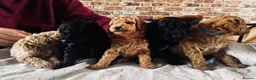 Miniature Poodle dogs for sale: Miniature poodle puppies - Advert 6