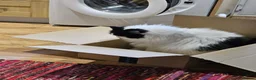 Scottish Fold cats for sale: Darwin in Mansfield - Advert 4