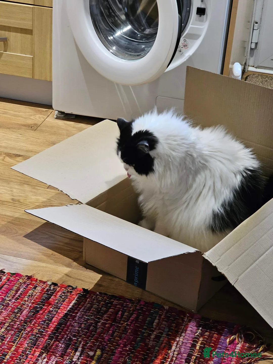 Scottish Fold cats for sale: Darwin in Mansfield - Advert 4