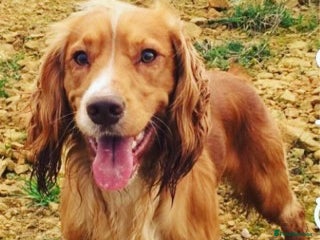 Cocker Spaniel dogs in Sutton-in-Ashfield - Advert 4