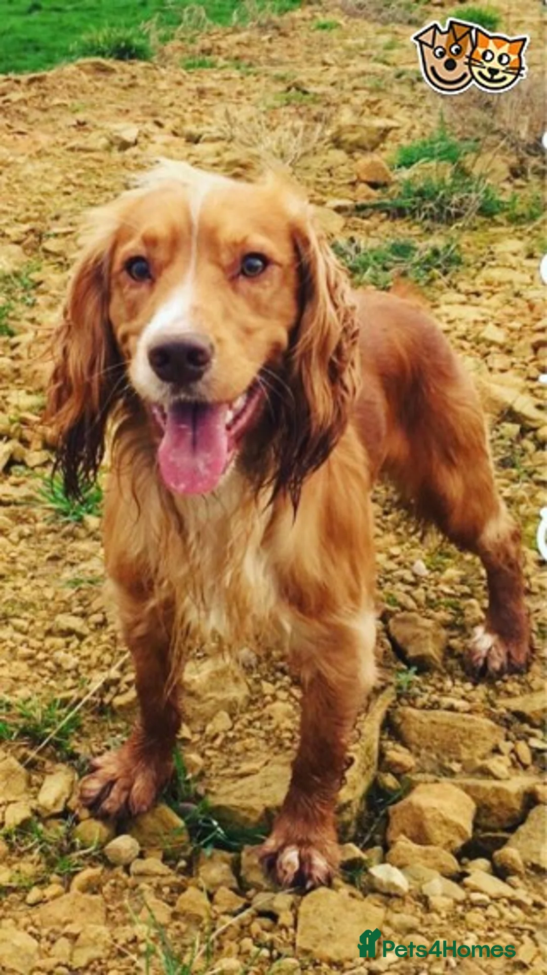 Cocker Spaniel dogs for stud: STUD working cocker (PROVEN) HEALTH TESTED! in Sutton-in-Ashfield - Advert 1