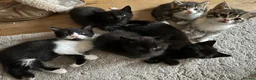 Mixed Breed cats for sale: Adorable kittens looking for their forever homes - Advert 12