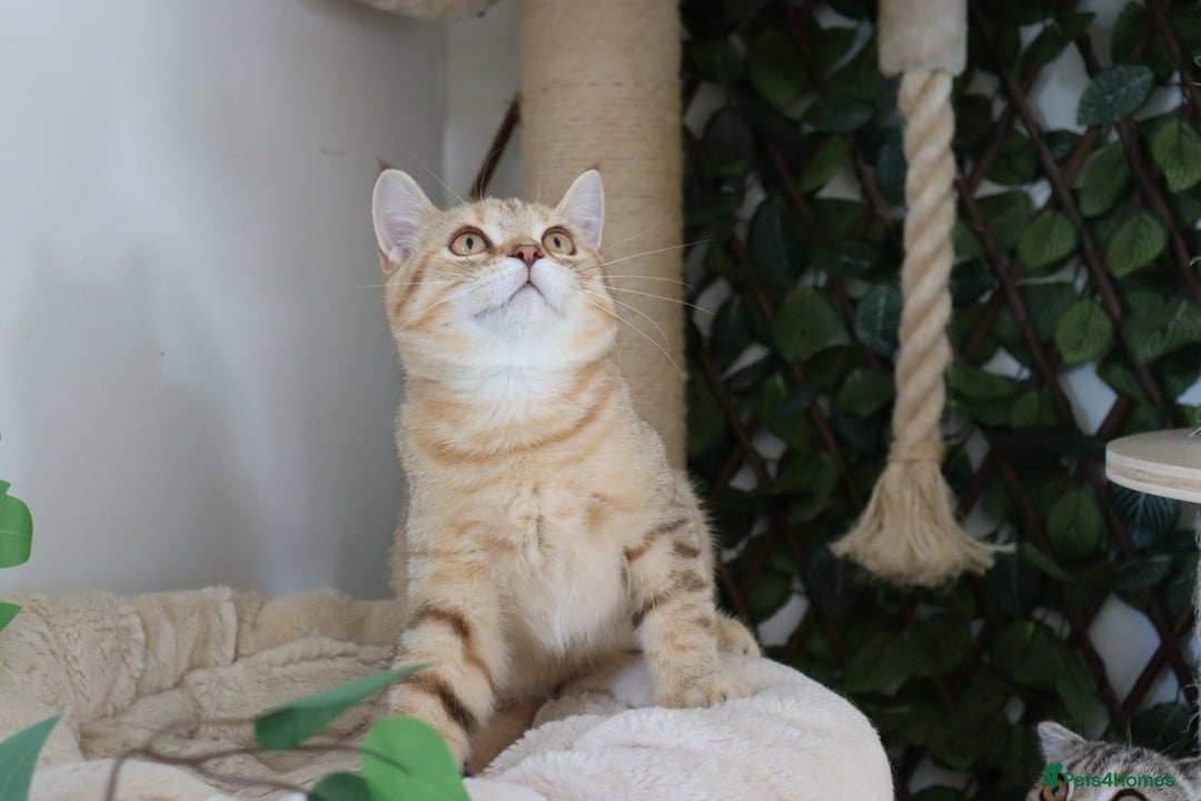 Scottish Fold cats for sale: Ready TICA reg stunning kittens available  - Image 8