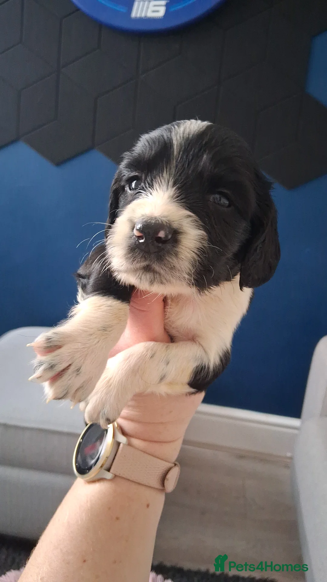 English Springer Spaniel dogs for sale: 🐾KC Reg Heavily Marked Springer Spaniel Pups - Advert 33