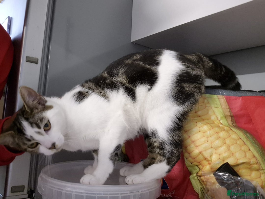 British Shorthair cats for sale: 1xmale black & white and 1xfemale Calico colours  - Image 1