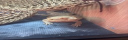 Bearded Dragon reptiles for sale: Male bearded dragon  - Advert 1