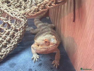 Bearded Dragon reptiles Male bearded dragon - Advert 1