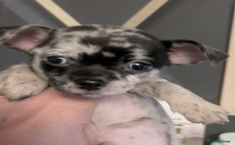 Chihuahua dogs Chihuahua boy merle - Advert 9